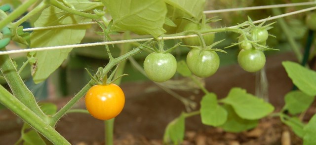 First tomato