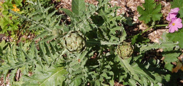 Artichokes Artichokes