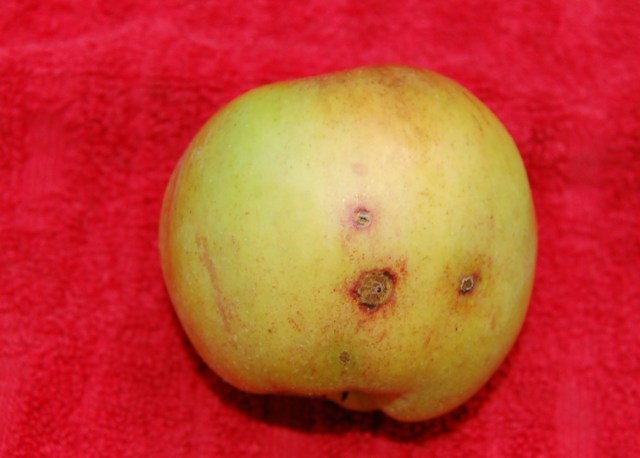 Gravenstein with skin problems