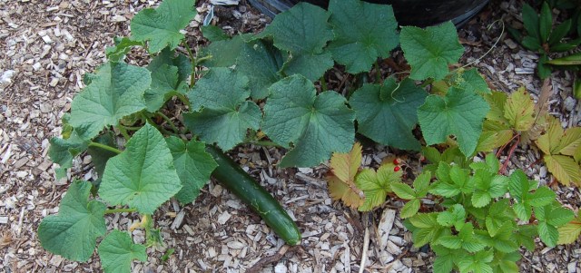Japanese cucumbers