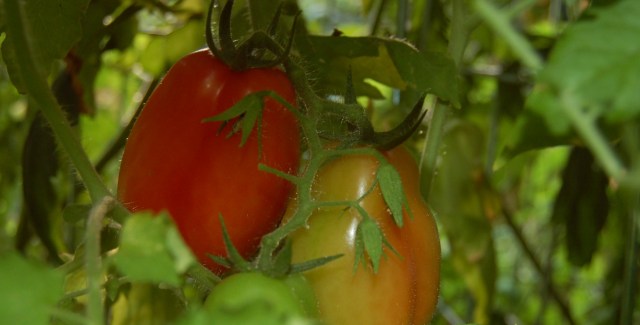 San Marzano tomatoes