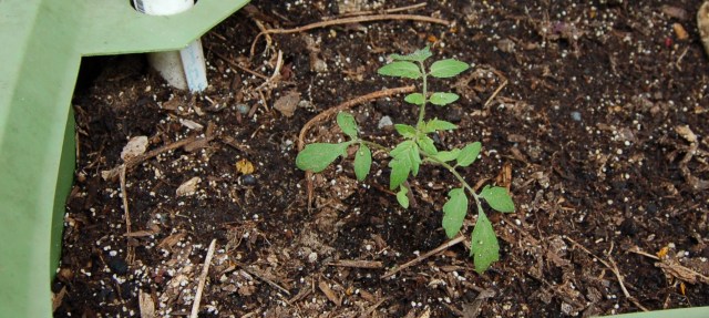 Volunteer Sungold tomato