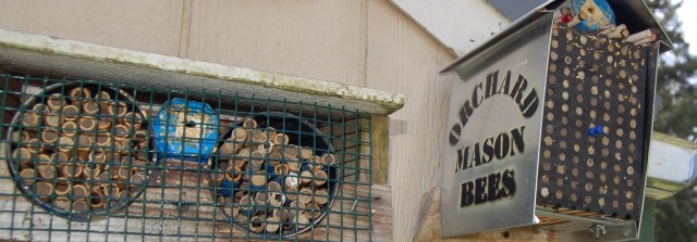 Orchard mason bee nests